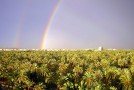 Social Media y Destino: reconocer las oportunidades del social media en la promoción turística del siglo XXI #VisitElche